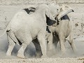 Nam-01-75-Etosha NP - strijd der titanen