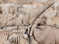 Nam-01-77-Etosha NP - Oryx gazelle