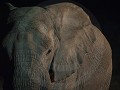 Nam-01-80-Etosha NP - Nachtelijk bezoek van een Ol