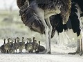Nam-01-83-Etosha NP - Struisvogelfamilie