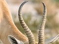 Nam-01-85-Etosha NP - Springbok