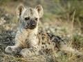 Nam-01-87-Etosha NP - jonge Hyena