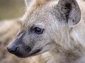 Nam-01-86-Etosha NP - jonge Hyena
