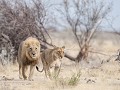 Nam-01-90-Etosha NP - op vrijersvoeten