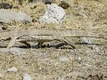 Nam-01-88-Etosha NP - Witkeel monitor