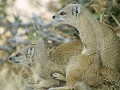 Nam-01-89-Etosha NP - Gele mangoesten