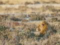 Nam-01-91-Etosha NP - zonnend