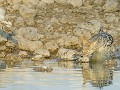 Nam-01-92-Etosha NP - Zadeljakhals met prooi