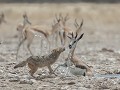 Nam-01-93-Etosha NP - Zadeljakhals op jacht