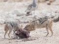 Nam-01-96-Etosha NP - Zadeljakhalzen met prooi