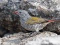 Nam-01-99-Etosha NP - Melba-astrild