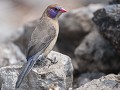 Nam-01-100-Etosha NP - Granaatastrild