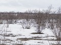 No-Zw-La25-04 -04-Zoekplaatje met Alpensneeuwhoen 