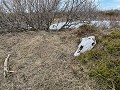 No-Zw-La25-04 -13-Vadso eiland, stilleven