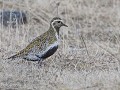 No-Zw-La25-04 -20-Kiby, Goudplevier