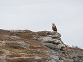 No-Zw-La25-04 -21-Kiby, Zeearend op de camping