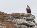 No-Zw-La25-04 -22-Kiby, Zeearend op de camping