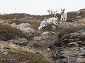 No-Zw-La25-04 -25-Kiby, Sneeuwhazen op de camping