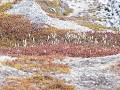 No-Zw-La25-04 -91-Toendra plantengroei