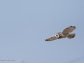No-Zw-La25-04 -103-Velduil op jacht