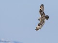 No-Zw-La25-04 -104-Velduil net voor de duikvlucht 