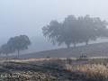 Fr-Sp-Po25-06 -83-Camping Puro Alentejo,, mist en 