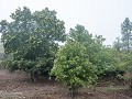 Fr-Sp-Po26-02 -44-Portugal, Rio de Onos, kastanjeb