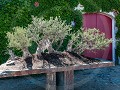 Po19-03.71 Herdade Reynolds, bonsai olijfboom