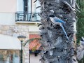 Po18-05   12 Portimao, Blauwe ekster in palmboom