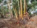 Po18-05   53 Eucalyptusbomen en afgeworpen schors