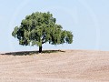 Po18-05   74 Prachtige bomen