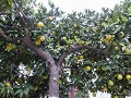 Fr-Sp-Po23-03 -21-Appelsienbomen op de parking in 