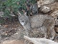 Fr-Sp-Po23-03 -34-Andujar, Ecomuseum Iberische lyn