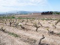 Po19-01.01 Rioja-wijngaard