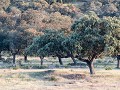 Po19-02.37 Rio Salor - avondlijke dehesa