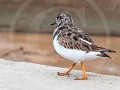 Fr-Sp19-03.31 Cadiz, Steenloper