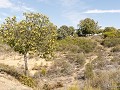 Fr-Sp-Po23-02 -24-Rio de Onor, kastanjebomen
