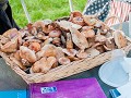 Fr-Sp19-03.92 Sierra de Albarracin, paddenstoelen-