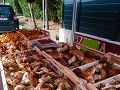 Fr-Sp22-04 -25-Bize-Minervois, heerlijke wilde pad