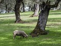 Fr-Sp22-06 -38-Het Iberisch varken in een dehesa