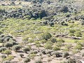 Fr-Sp22-06 -45-Omgeving Almoharin, vijgen boomgaar