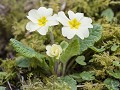Sch-She23-1 -21-Stengelloze sleutelbloem