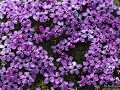 Sc-Sh23-04 -03-02- Stengelloze silene