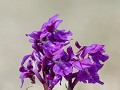 Sc-Sh23-04 -03-04- Mannetjesorchis