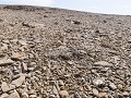 Sc-Sh23-04 -03-Een kale bergkop met een bloempje