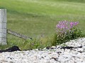 Sc-Sh23-04 -40-Sand, bloemen langs het strand