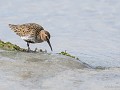 Sc-Sh23-04 -52-Sand, Bonte strandloper bij vloed