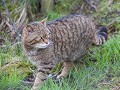 Sc-Sh23-02 -35-Wilde kat kweekprogramma 2