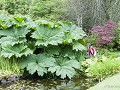 27-Hw-Sc-Bf11 -27-Attadale Gardens, een Gunnera ma