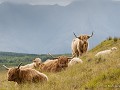 58-Hw-Sc-Bf11 -58-Skey, Highlander Longhorn